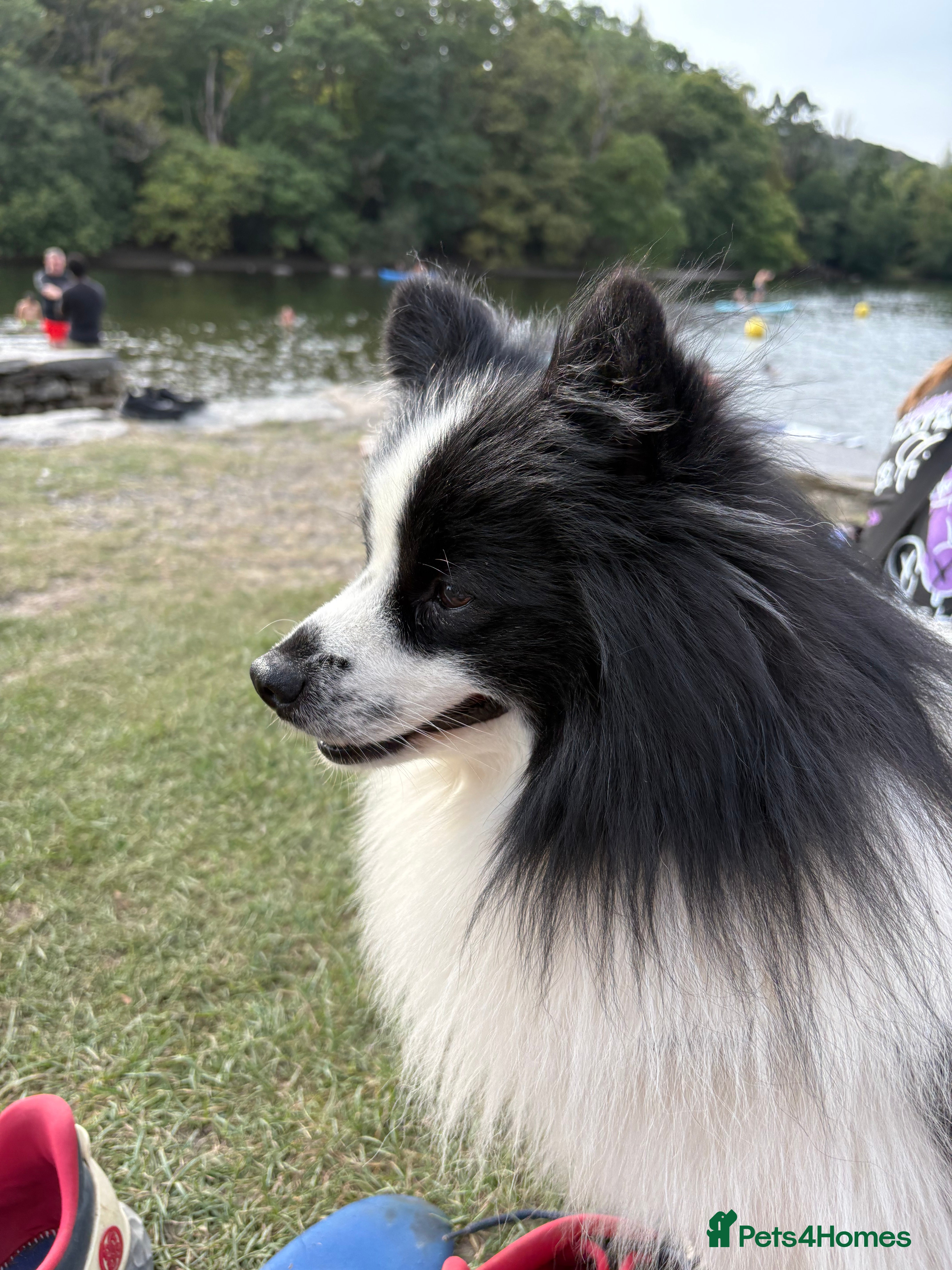 German Spitz dogs German spitz stud - Advert 2