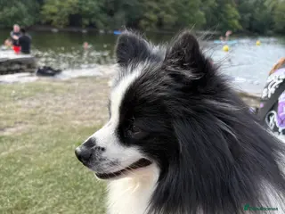 German Spitz dogs German spitz stud - Advert 2