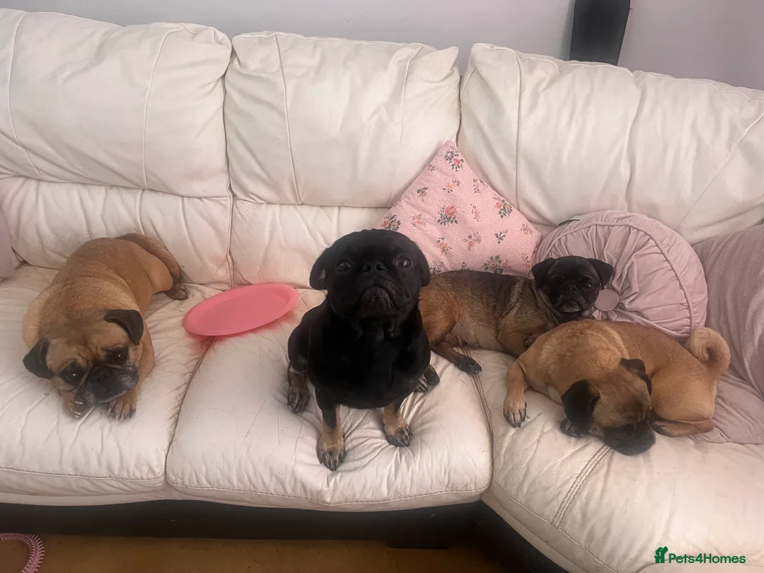 Pug dogs for stud: Stunning black tan male pug for stud  - Advert 1