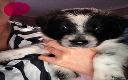 Border Collie dogs for sale: 7 border collie pups - Image 5