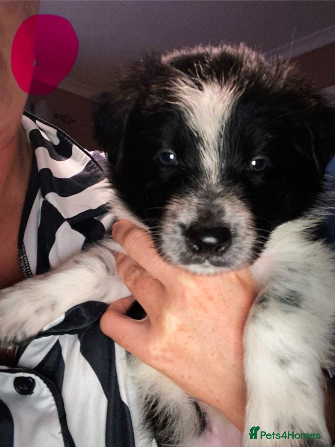 Border Collie dogs for sale: 7 border collie pups - Image 5