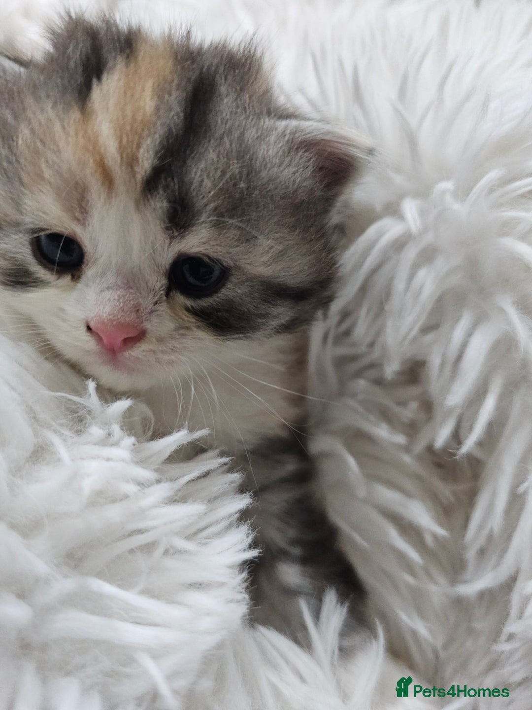 Persian cats for sale: Adorable Persian kittens - Advert 2