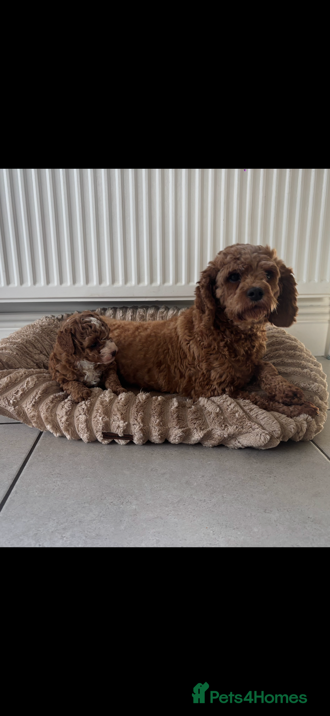 Cavapoo dogs for sale: Dark red cavapoo puppy  - Advert 4