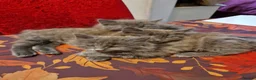 Mixed Breed cats for sale: Beautiful fluffy kittens  - Advert 2