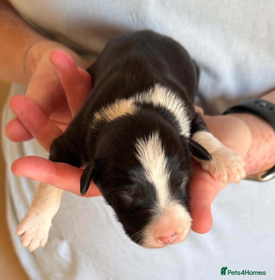 Bearded Collie dogs for sale: 6 Bearded Collie Pups - Image 3