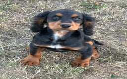 Cocker Spaniel dogs for sale: Black & tan cocker spaniel  - Image 1