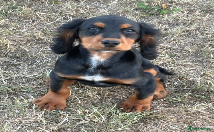 Cocker Spaniel dogs - Advert 6