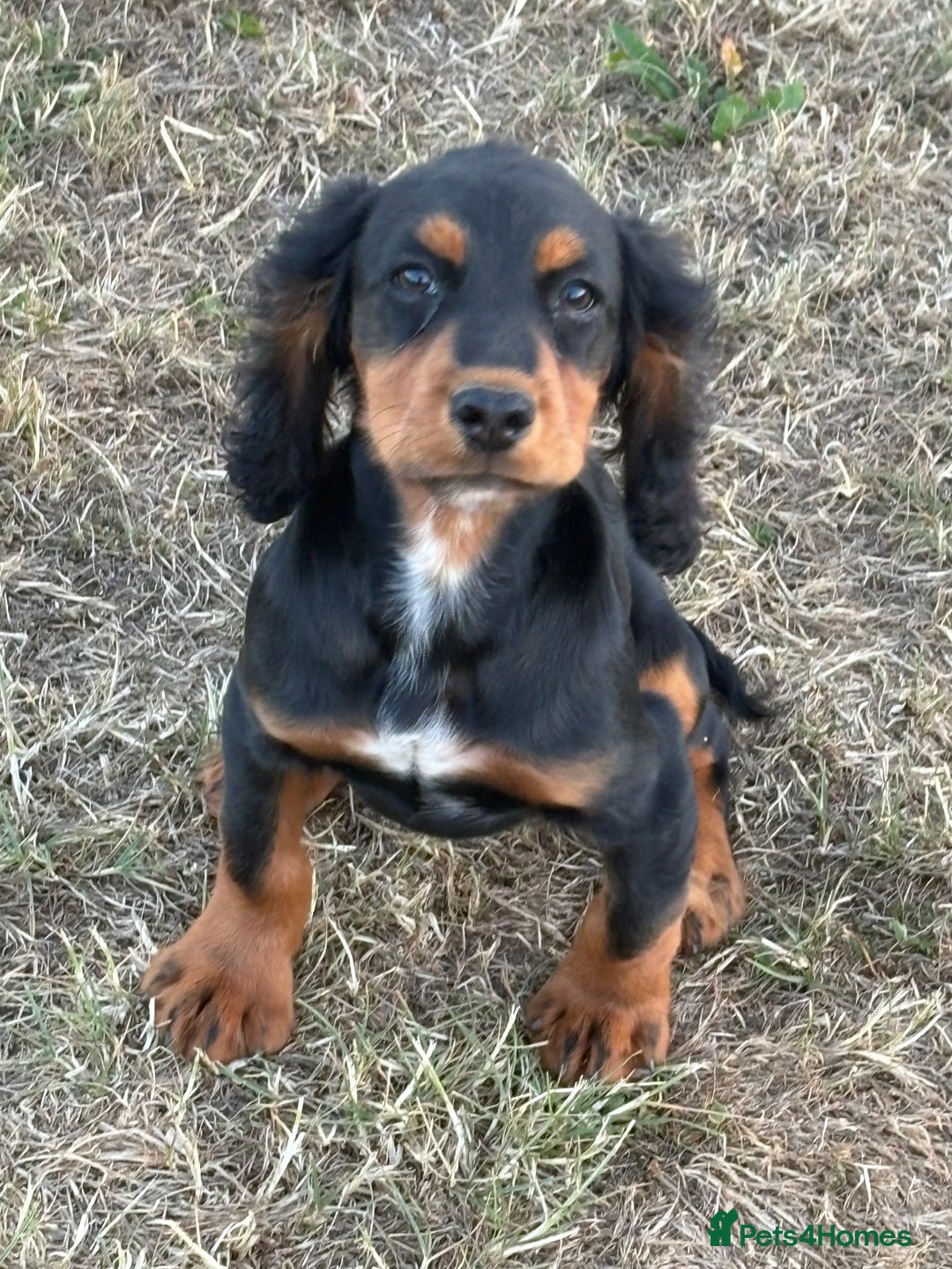 Cocker Spaniel dogs for sale: Black & tan cocker spaniel  - Image 1