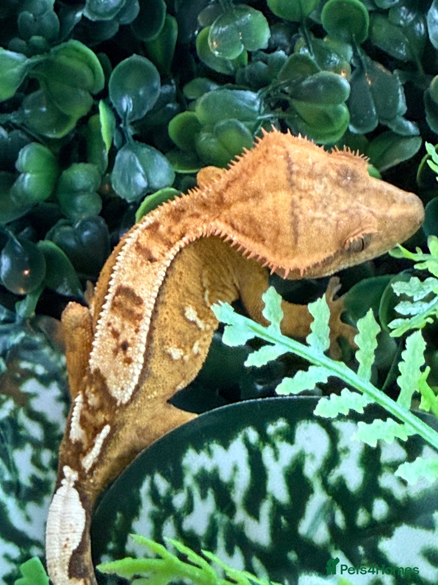 Gecko reptiles Crested Gecko - Advert 1