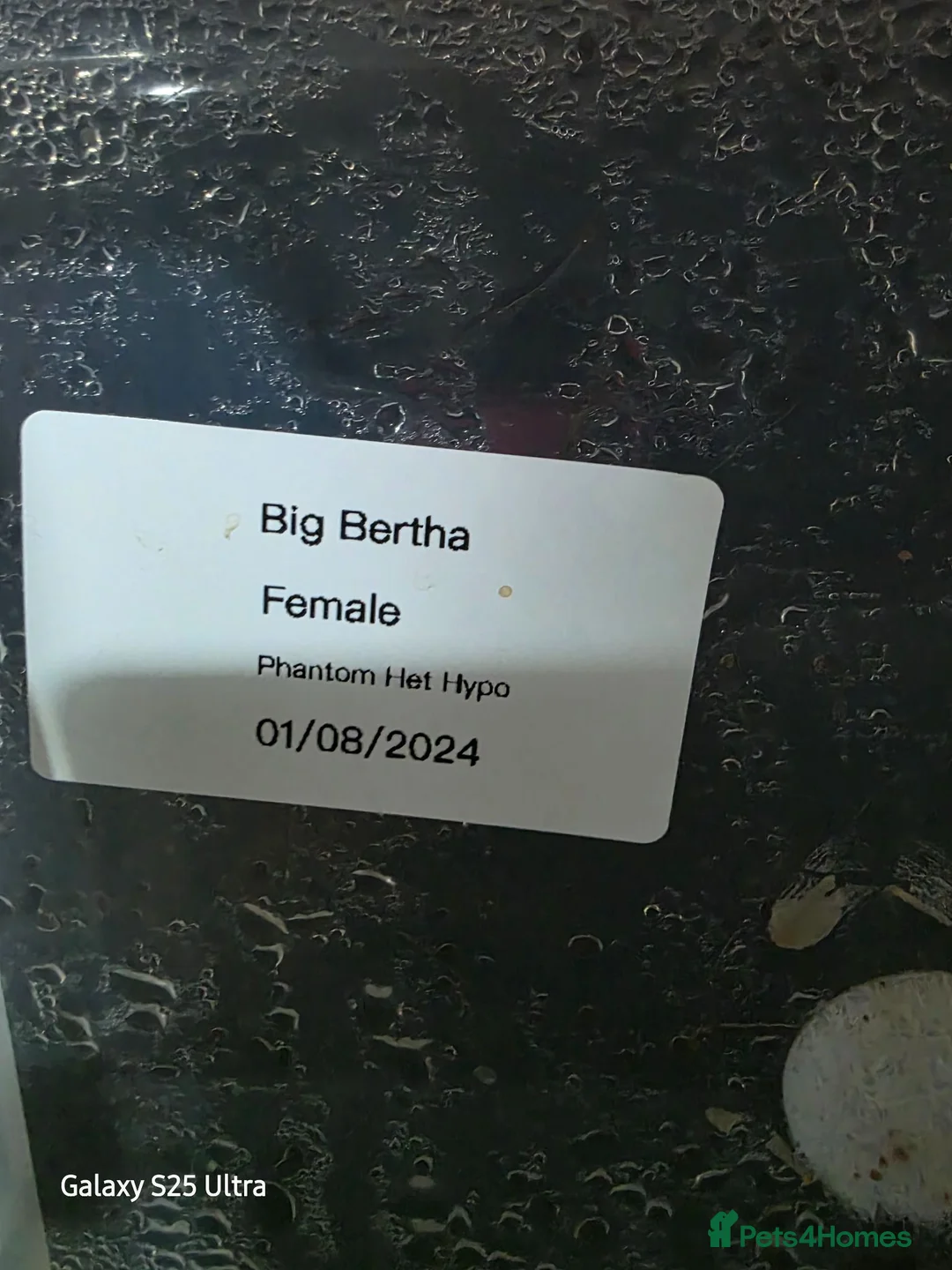 Python Snake reptiles for sale: Royal/ball python in Kirkby Stephen - Advert 1