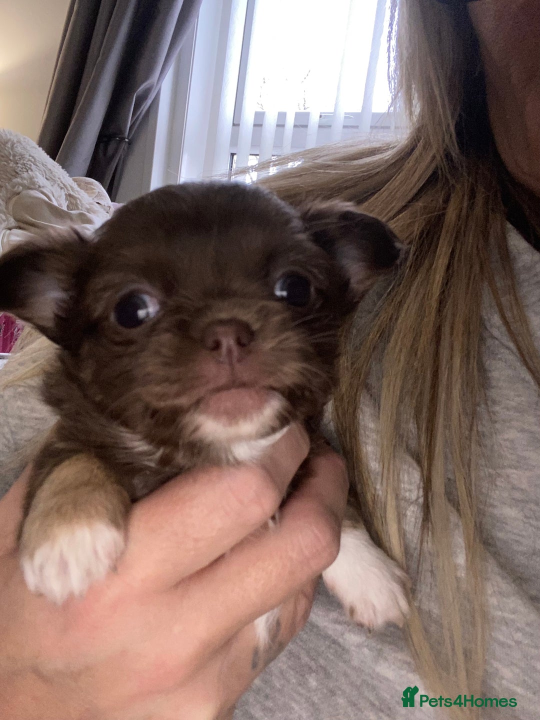 Chihuahua dogs for sale: ❌❌❌ Beautiful Chihuahua Pupppies ❌❌❌ - Image 4