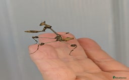 Spiders invertebrates for sale: Beautiful jumping spiders  - Image 11