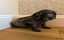 Cockapoo dogs for sale: BEAUTIFULL F1 COCKAPOO PUPPYS - Advert 20