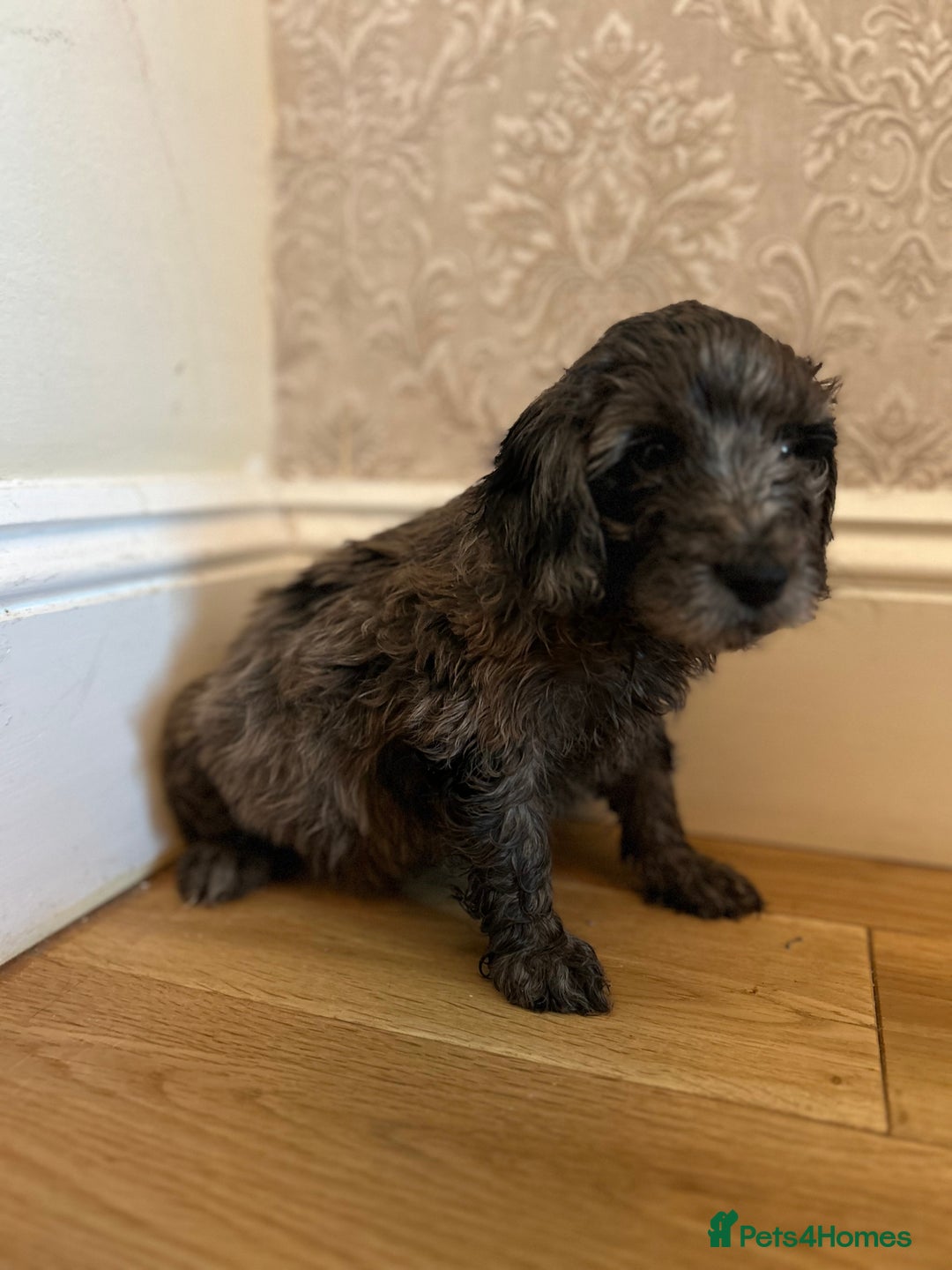 Cockapoo dogs for sale: BEAUTIFULL F1 COCKAPOO PUPPYS - Advert 20