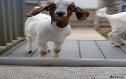 Goats livestock for sale: Boer Kids - Image 3