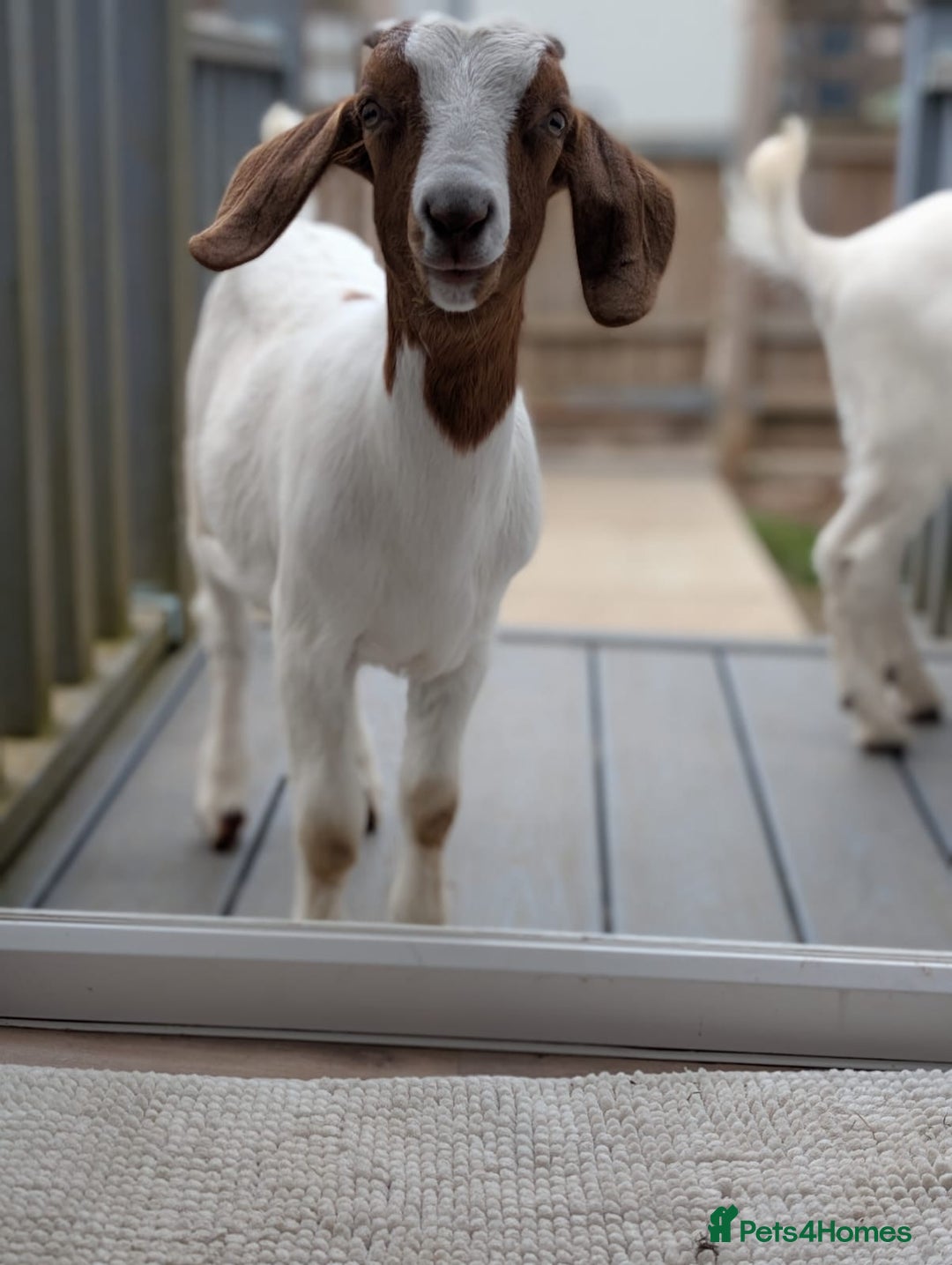 Goats livestock for sale: Boer Kids - Image 3