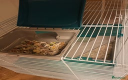 Hamster rodents for sale: friendly Hamster  - Advert 6