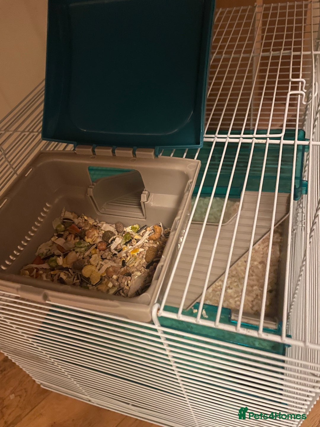 Hamster rodents for sale: friendly Hamster  - Advert 6