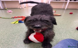 Mixed Breed dogs for adoption: Haggis - Advert 3