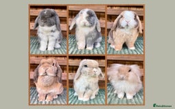 Mini Lop rabbits for sale: Bunny Wanted 👀🤎 - Advert 1