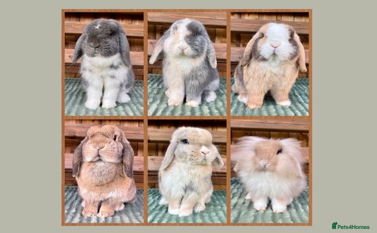 Mini Lop rabbits Bunny Wanted 👀🤎 - Advert 1