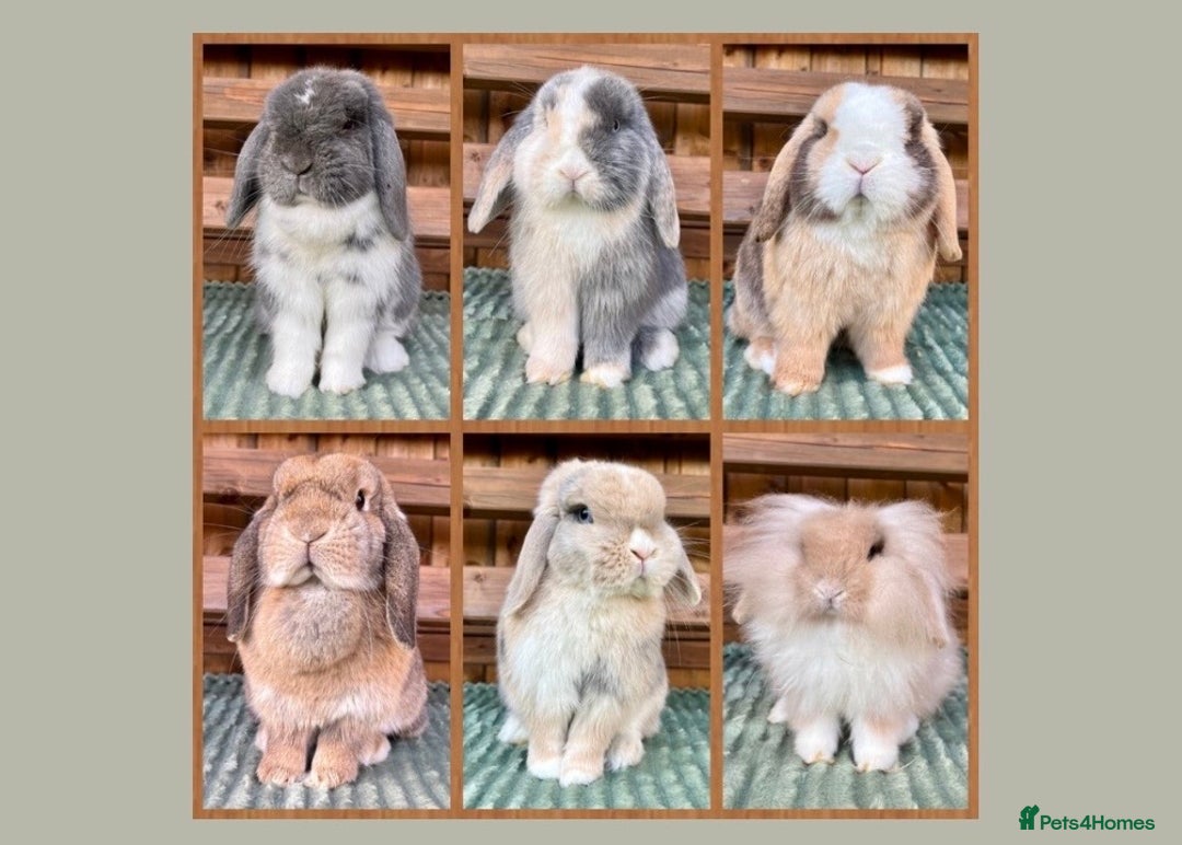 Mini Lop rabbits for sale: Bunny Wanted 👀🤎 - Advert 1