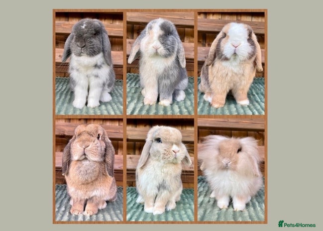 Mini Lop rabbits Bunny Wanted 👀🤎 - Advert 2