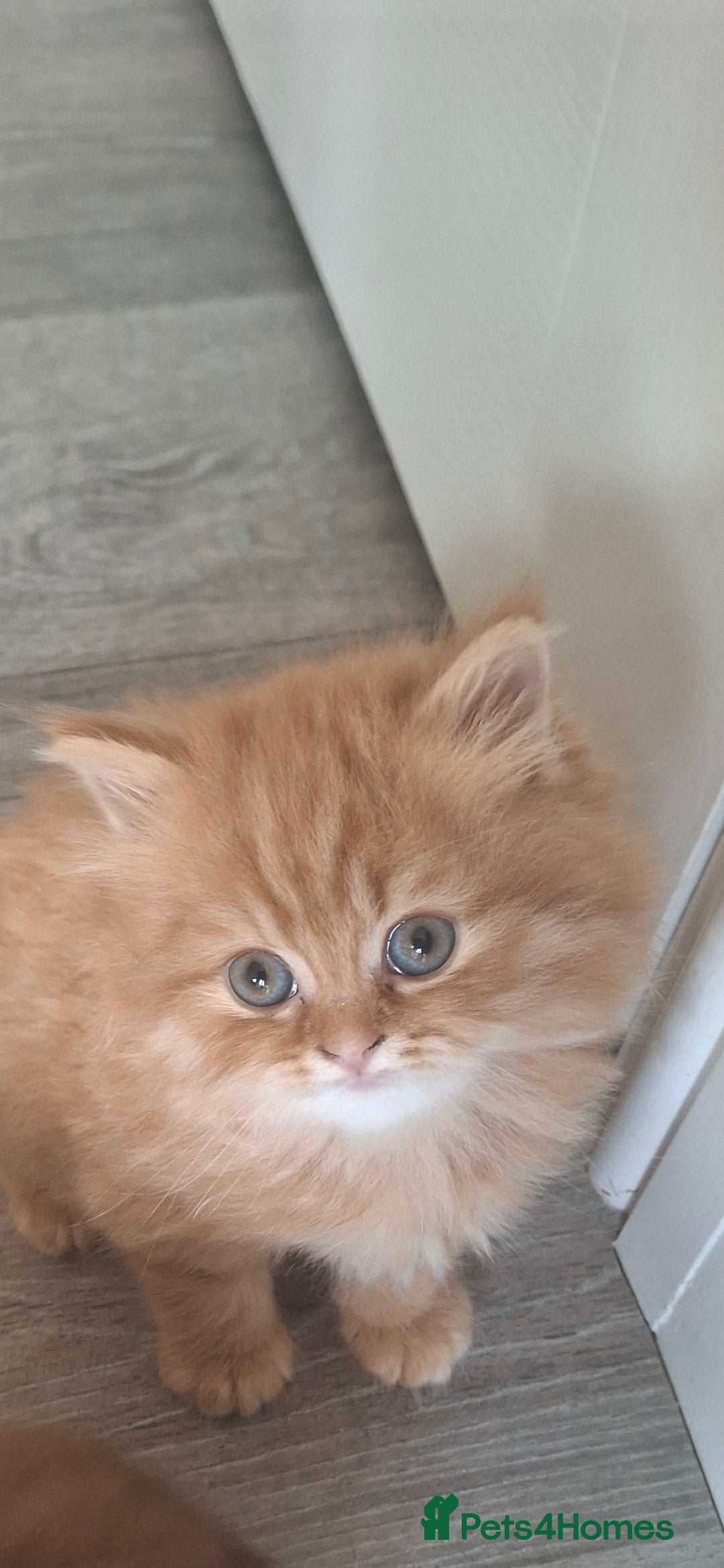 British Longhair cats for sale: 2 x Rare and stunning Pedigree BLH kittens - Image 1