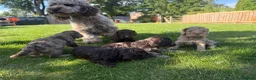 Cockapoo dogs for sale: Licensed Chocolate & Merle Cockapoo Puppies - Advert 4