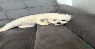 Poochon dogs - Advert 2