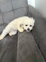 Poochon dogs - Advert 3