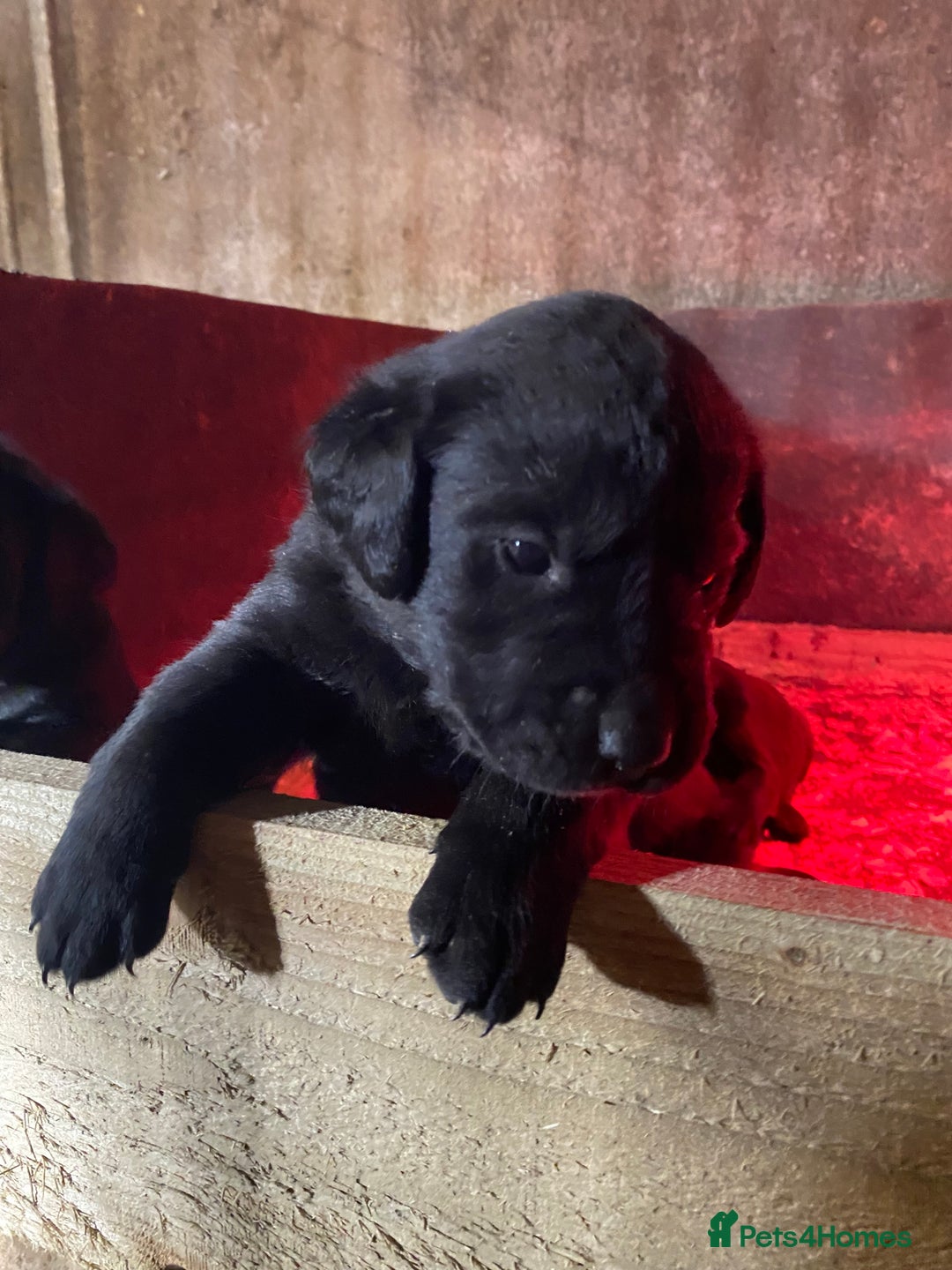 Mixed Breed dogs for sale: Pointer x Labrador puppies  - Advert 4