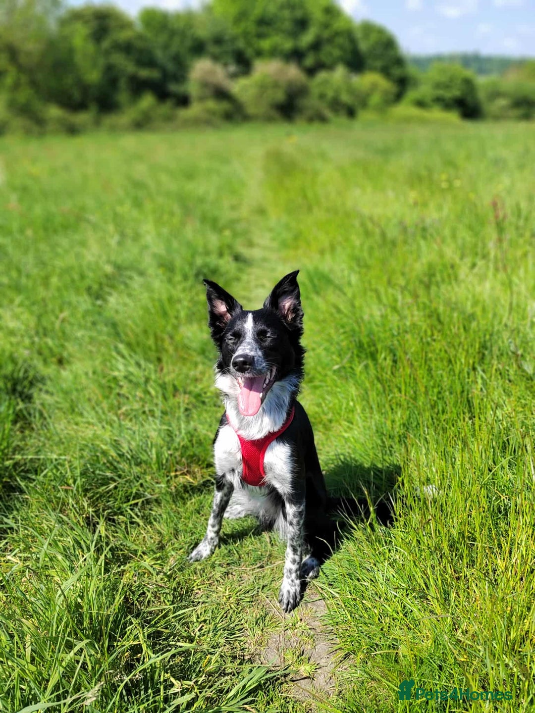 Mixed Breed dogs for sale: Border Collie X German Shepherd Puppies - Image 12