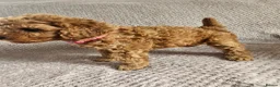 Cavapoo dogs for sale: F1b Cavapoo Puppies!!  - Advert 10