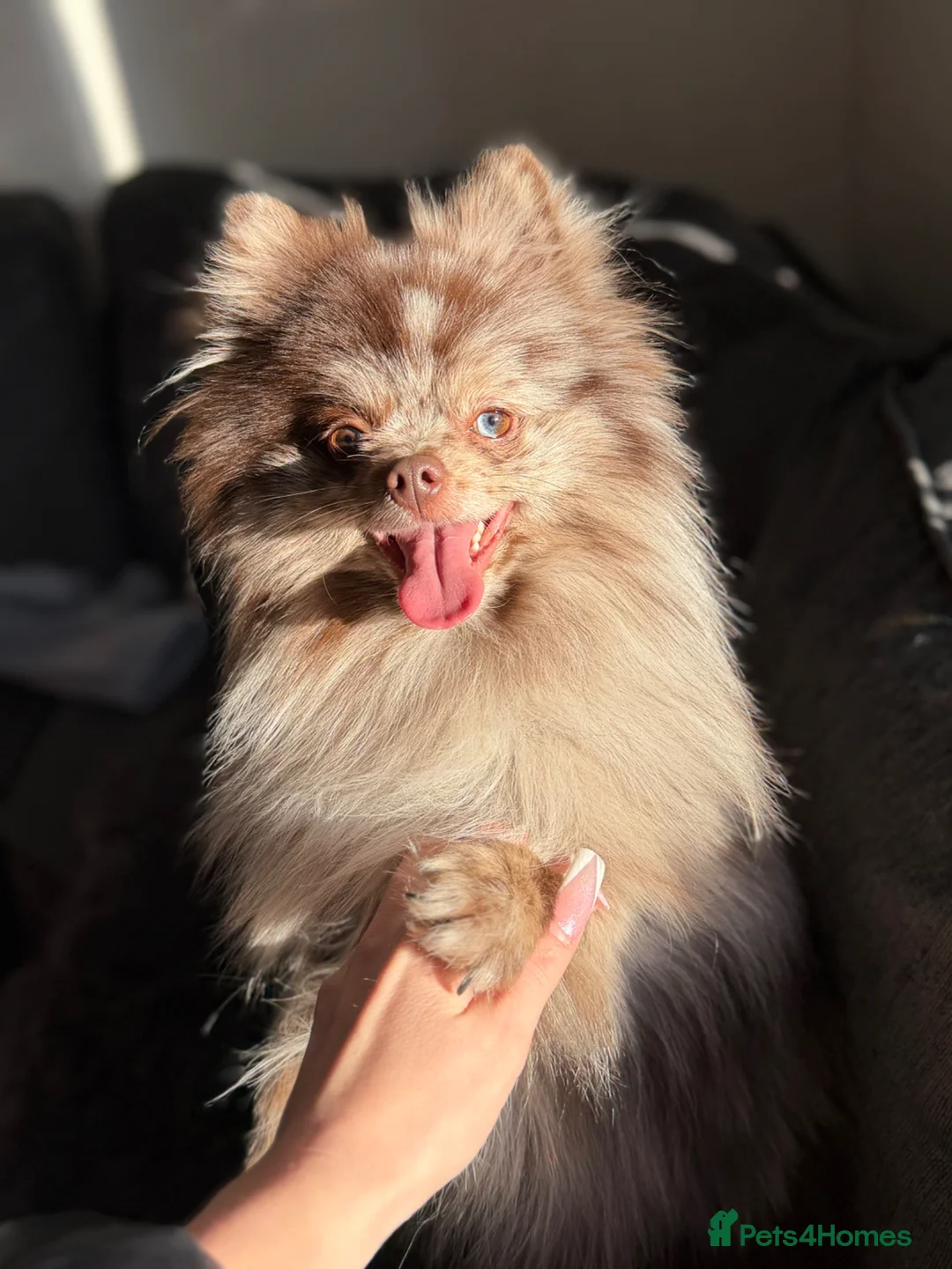 Pomeranian dogs for stud: Chocolate Merle Pomeranian stud Kc registered 🍫  - Advert 1