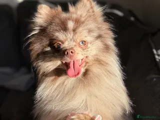 Pomeranian dogs Chocolate Merle Pomeranian stud Kc registered 🍫 - Advert 8