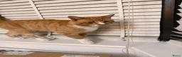 Domestic Shorthair cats for sale: 2 Domestic Shorthair Brothers  in Romford - Advert 4