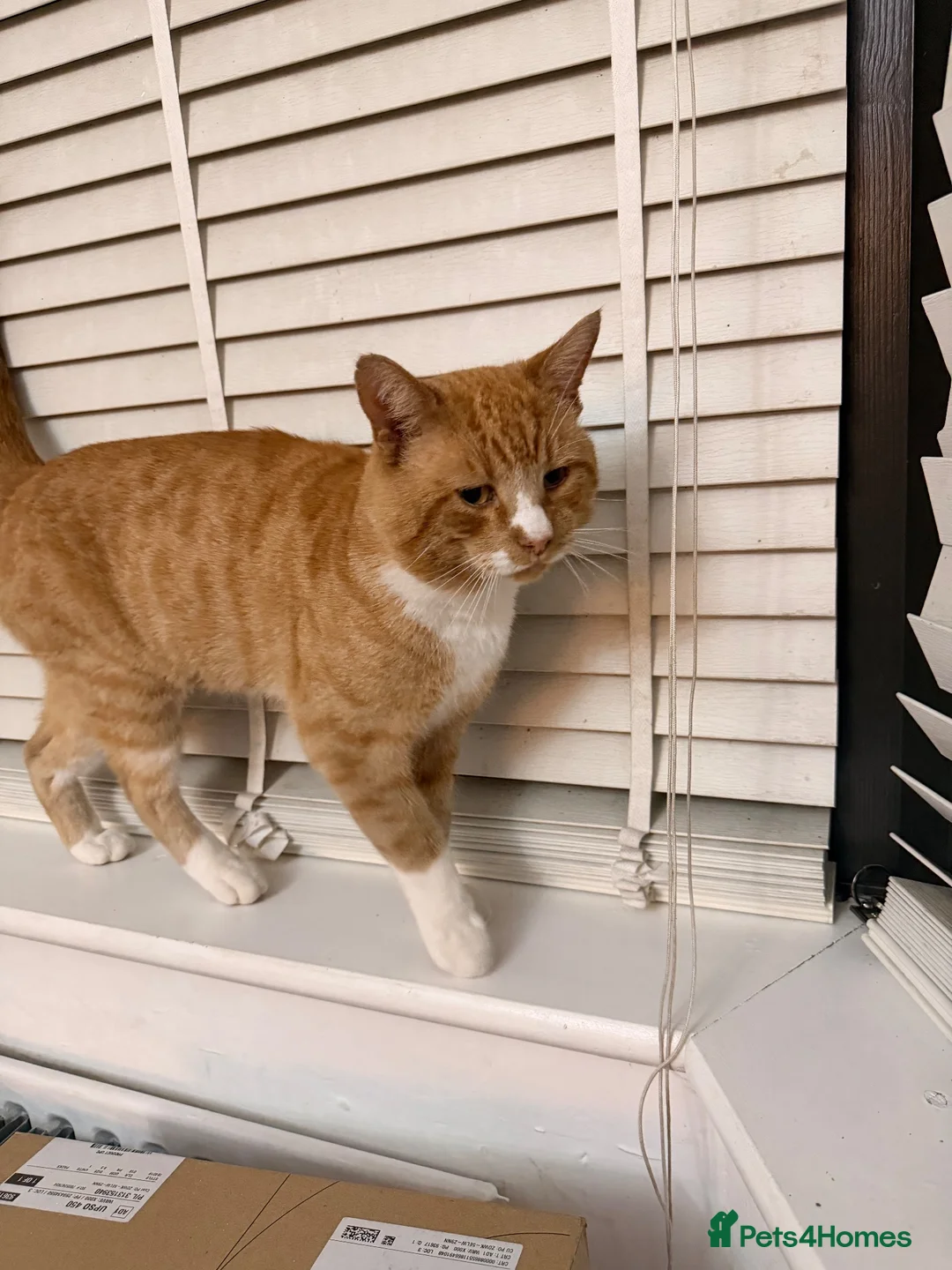 Domestic Shorthair cats for sale: 2 Domestic Shorthair Brothers  in Romford - Advert 4