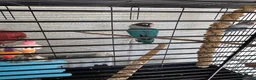 Lovebirds birds for sale: Love birds breeding pairs beautiful birds  - Advert 4