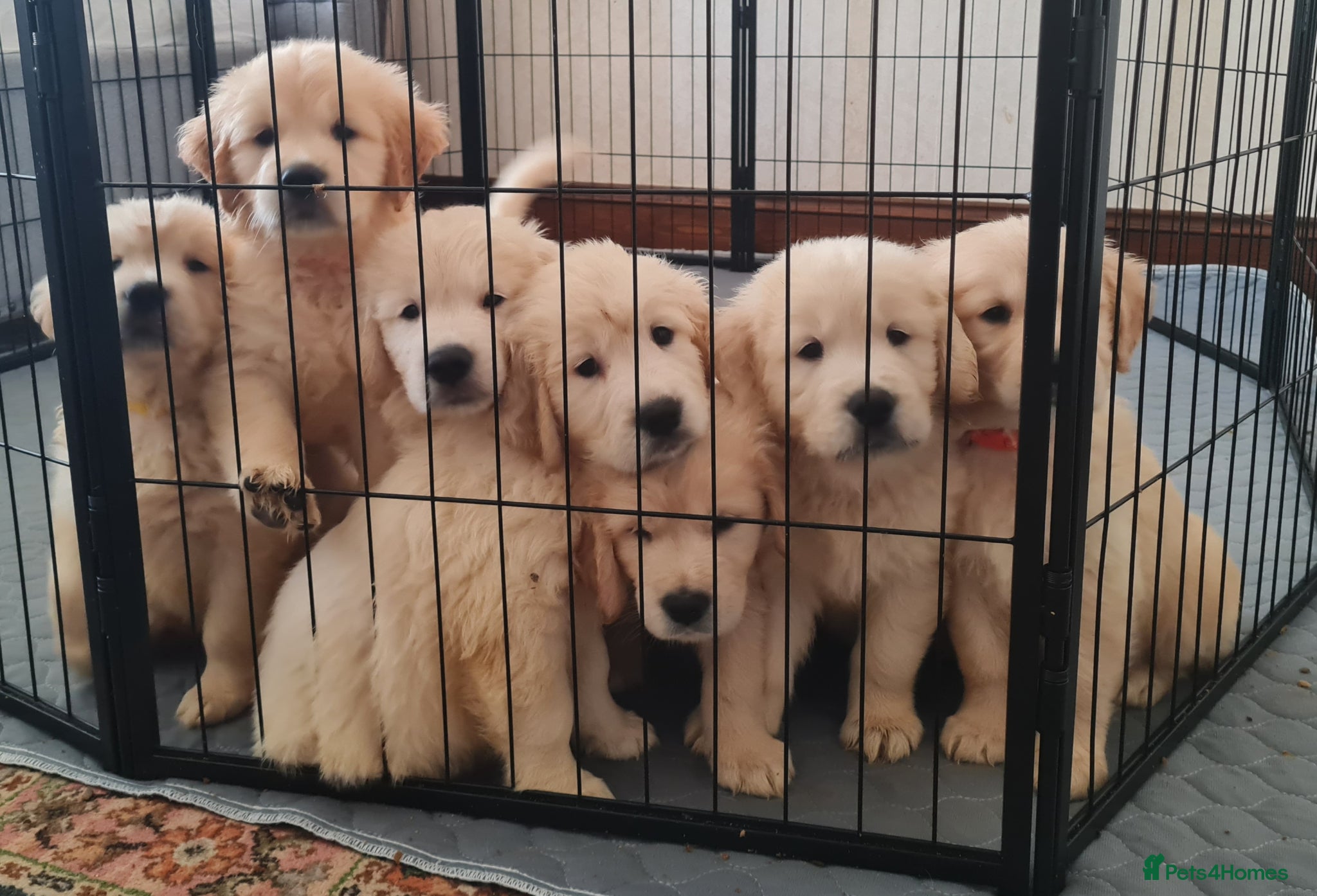 Golden Retriever dogs Golden Retriever Puppies - Advert 1