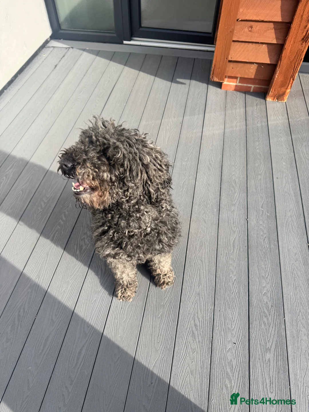 Poodle dogs for sale: poodle girl 3 years  - Advert 1