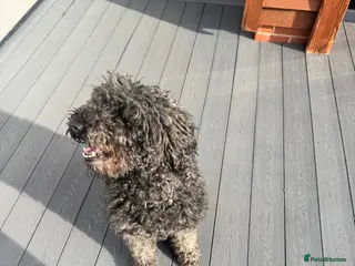 Poodle dogs poodle girl 3 years - Advert 6