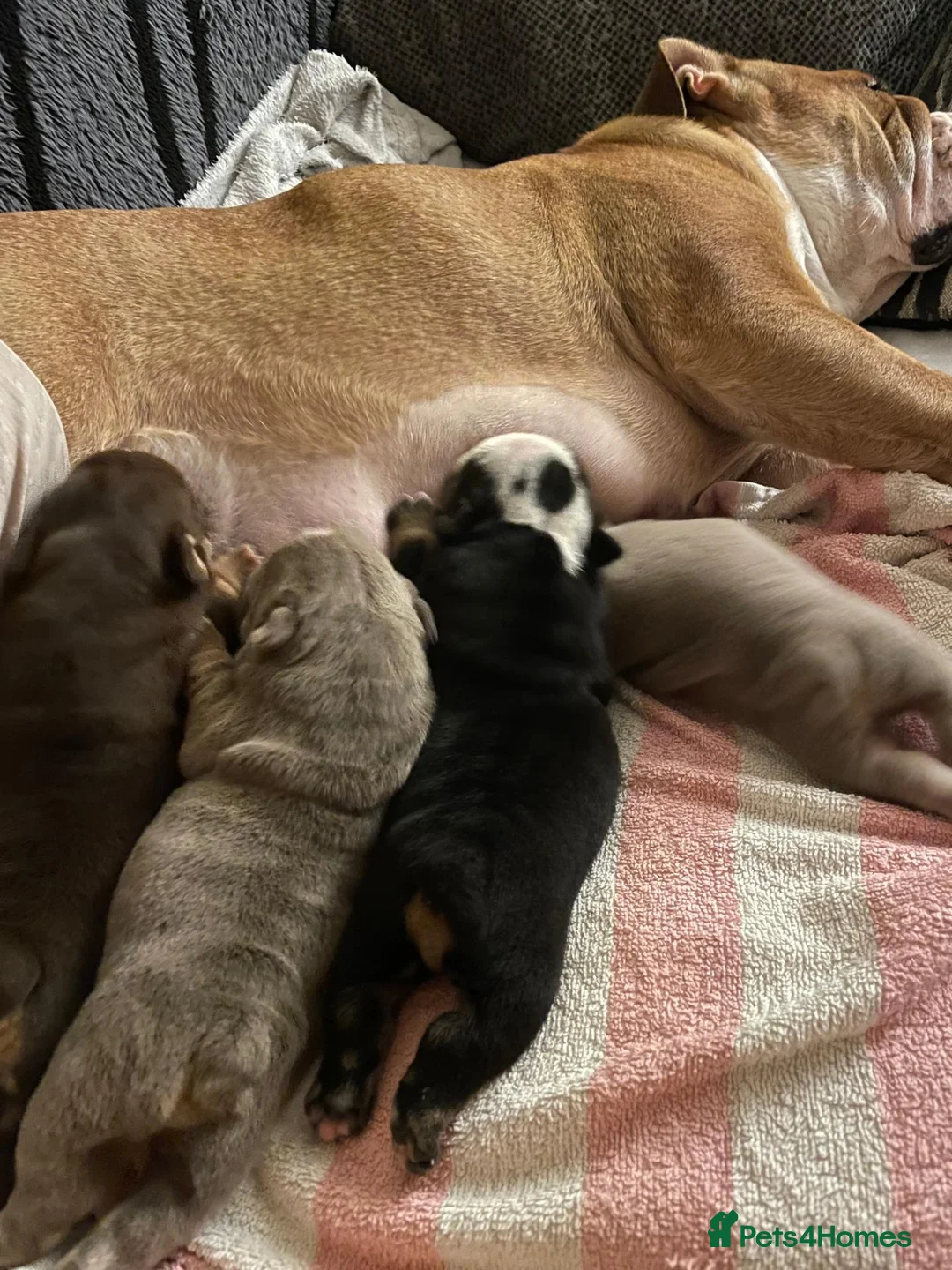 English Bulldog dogs for sale: Gorgeous English Buldog Puppies in Chipping Campden - Advert 2