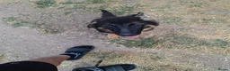 German Shepherd dogs for sale: Reluctant sale of our GSD - Advert 8