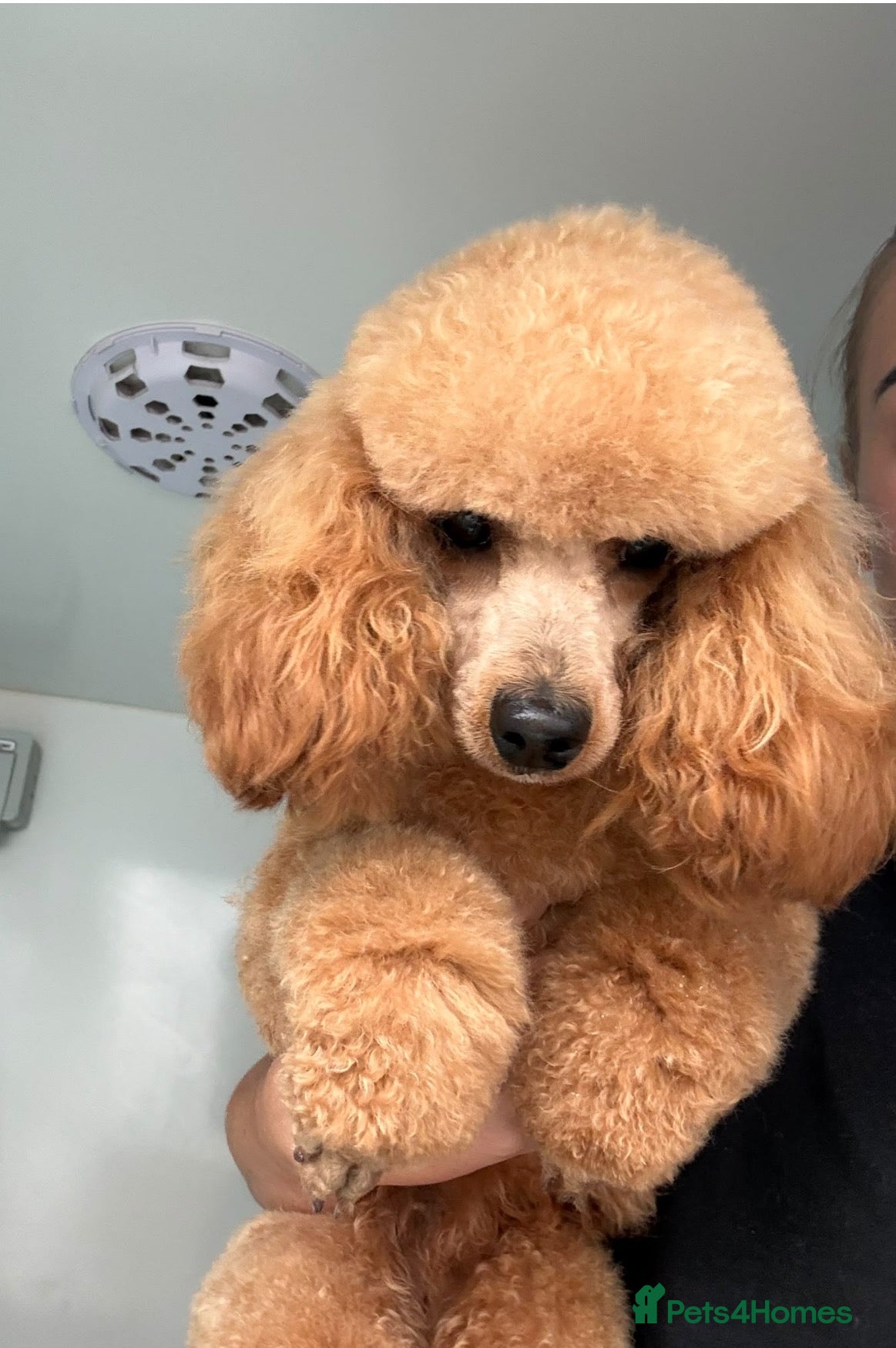 Toy Poodle dogs for sale: Extensively Health Tested Toy Poodle  - Advert 2