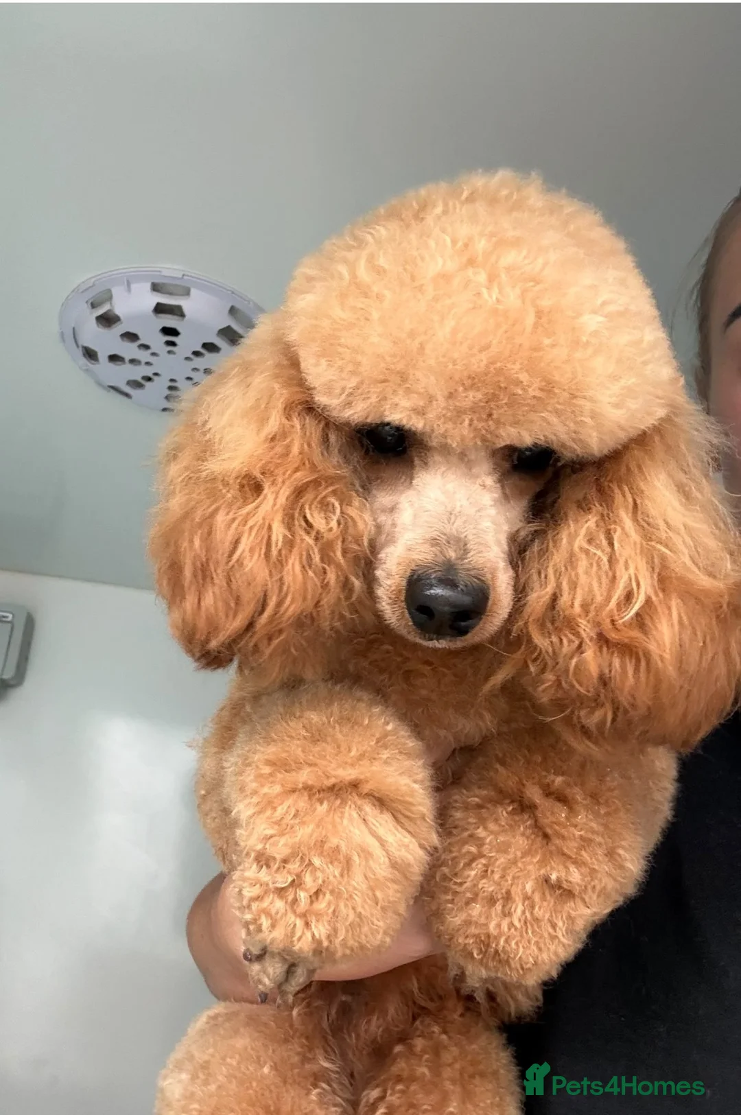 Toy Poodle dogs for sale: Extensively Health Tested Asian Toy Poodle  - Advert 2