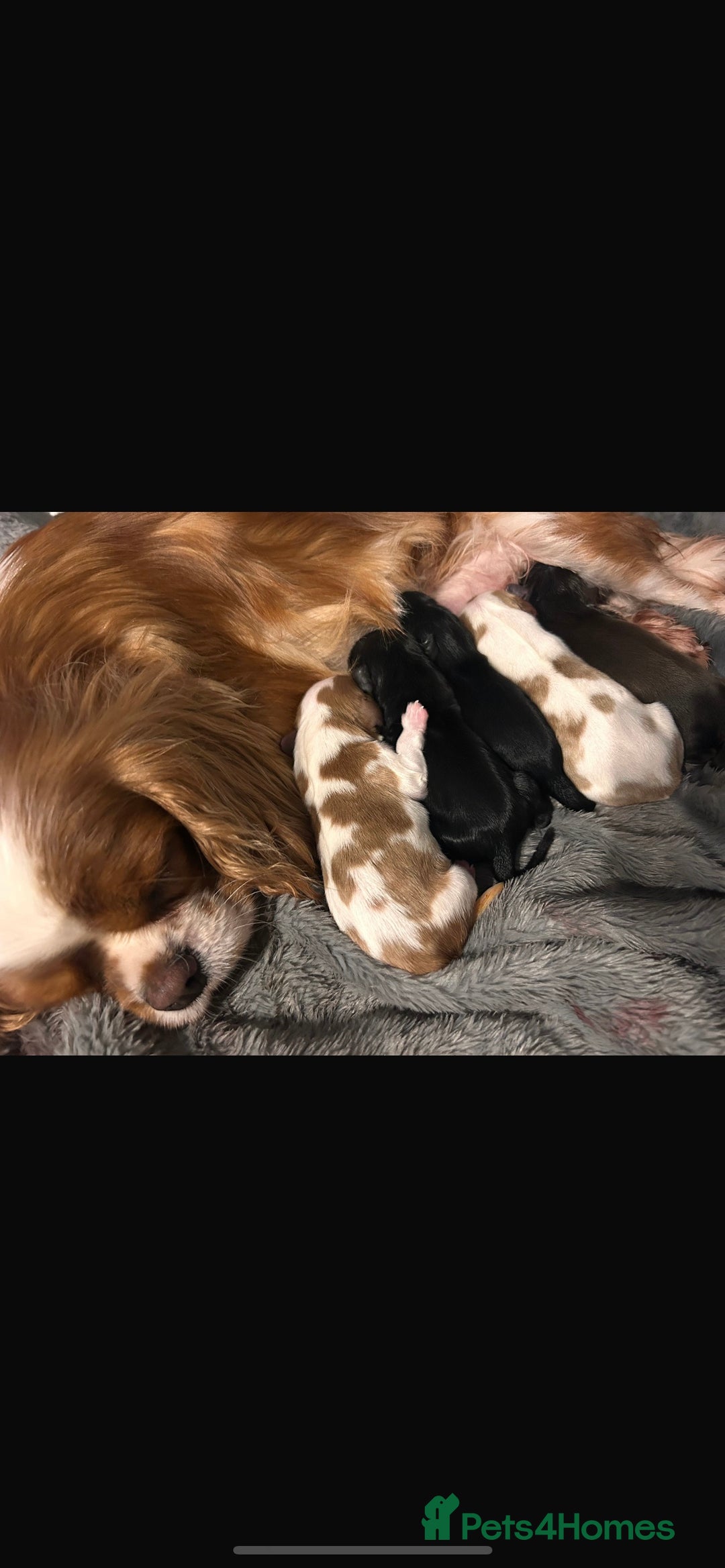 Cavalier King Charles Spaniel dogs for sale: Chocolate Kc reg cavalier King Charles - Advert 15