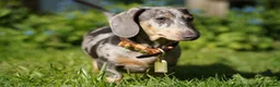 Miniature Dachshund dogs for sale: Loving Forever Home Wanted - Advert 2