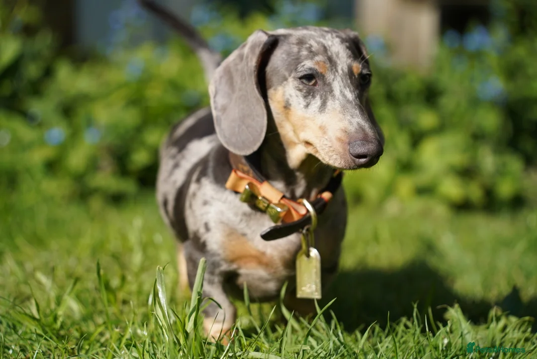 Miniature Dachshund dogs for sale: Loving Forever Home Wanted - Advert 2