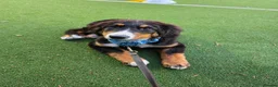 Bernese Mountain Dog dogs for sale: Re-homing female bernese mountain puppy - Advert 13